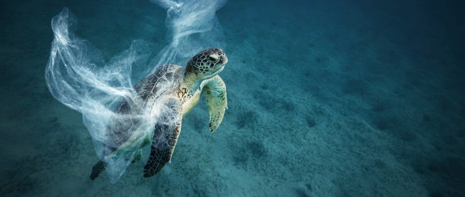 SEAQUAL INITIATIVE Ocean Story by Science Focus re. Ocean plastics smelling like food to turtles